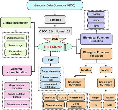 Identification and Validation of HOTAIRM1 as a Novel Biomarker for Oral Squamous Cell Carcinoma